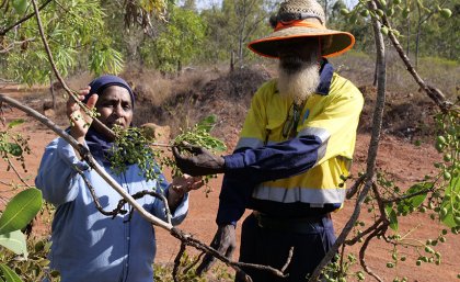 UQ’s Associate Professor Yasmina Sultanbawa and Maylla Wunungmurra, Gulkula Mining Company Pty Ltd investigate a green plum tree in East Arnhem Land. © Margaret Puls, UQ